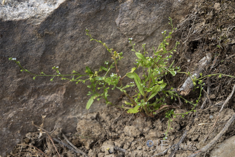 Myosotis laxa caespitosa.01