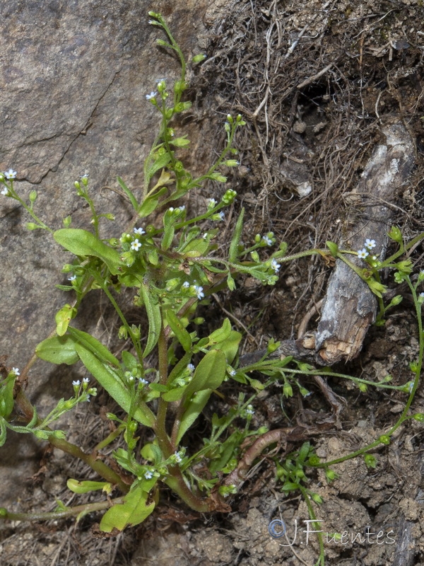 Myosotis laxa caespitosa.02