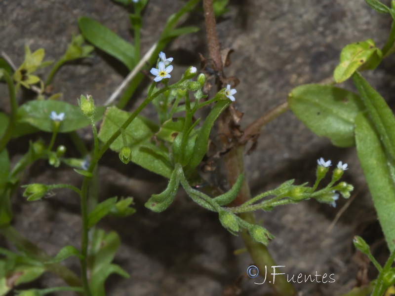 Myosotis laxa caespitosa.03