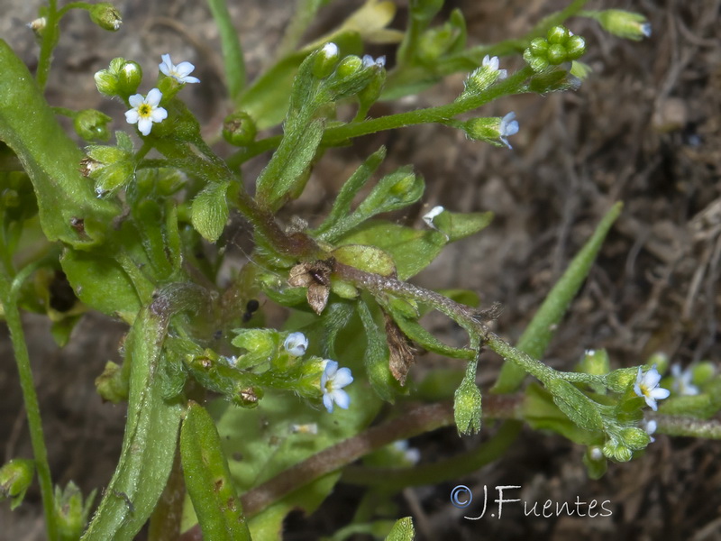 Myosotis laxa caespitosa.04