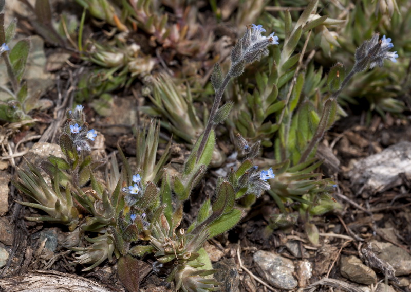Myosotis minutiflora minutiflora.01