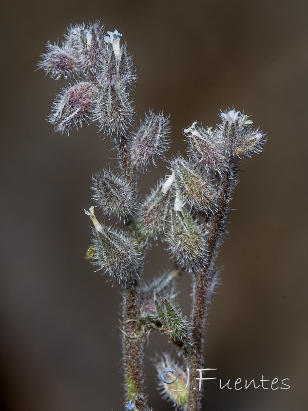 Myosotis minutiflora minutiflora.18