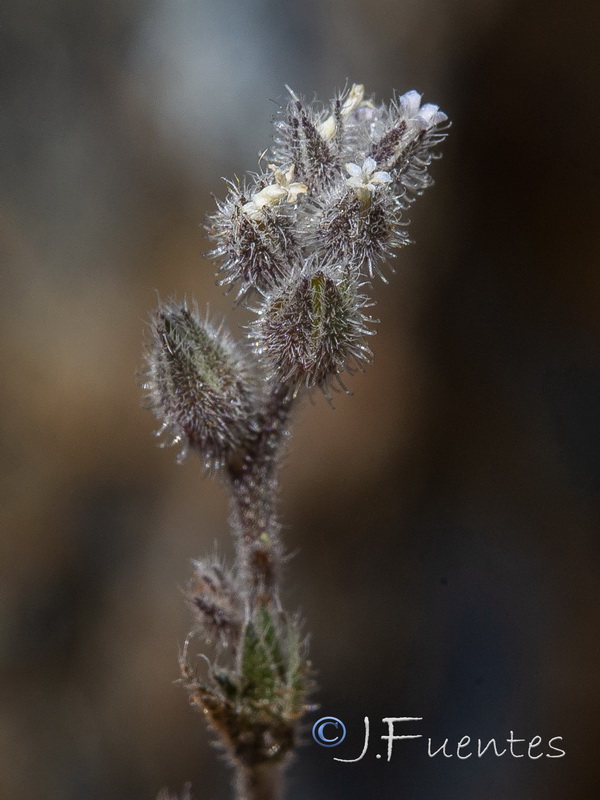 Myosotis minutiflora minutiflora.19