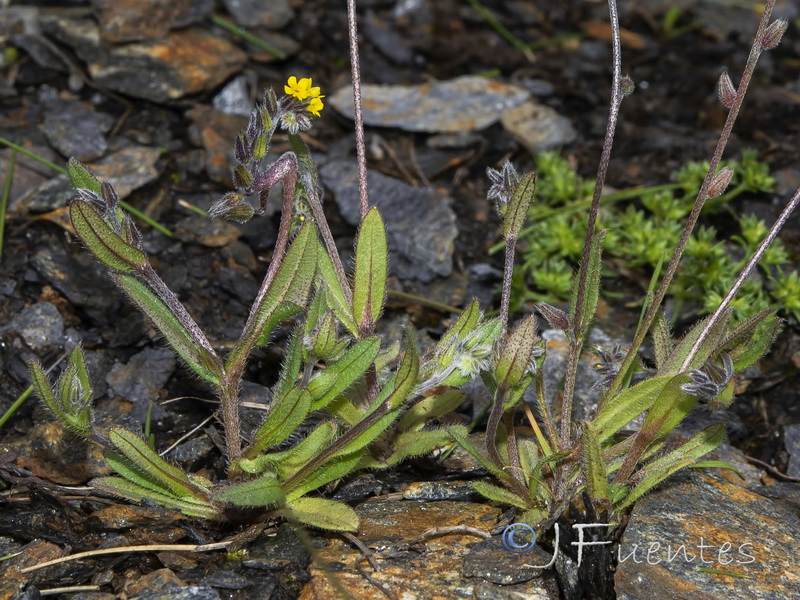 Myosotis personii.05