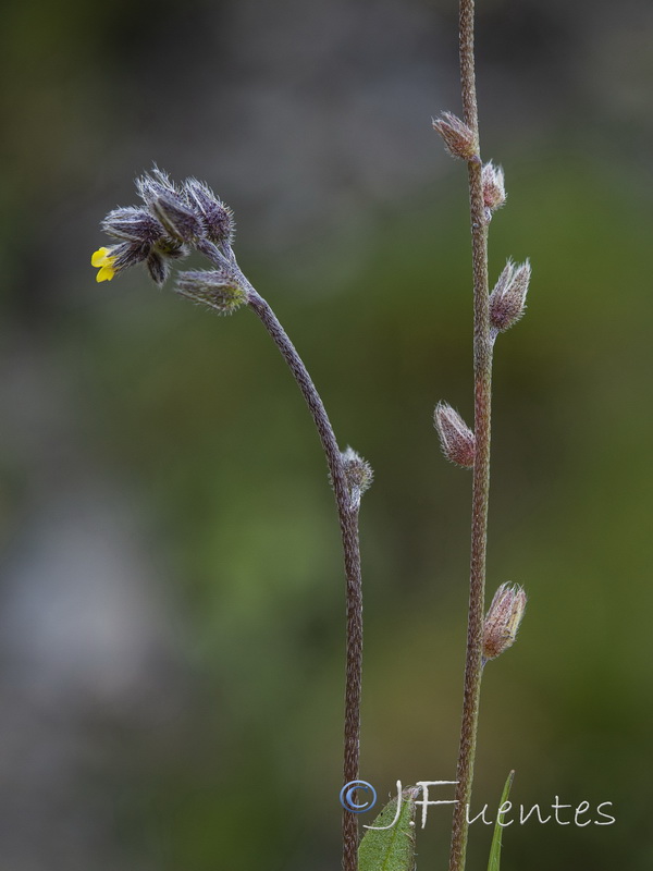 Myosotis personii.06