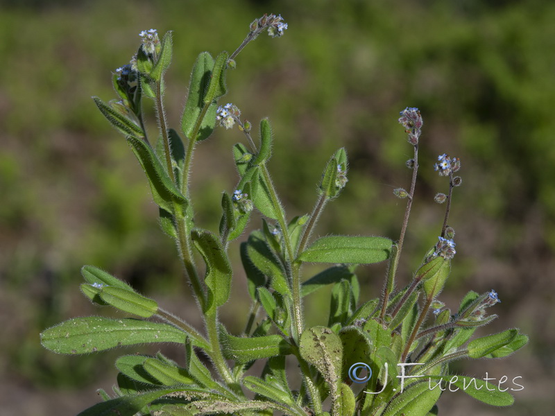 Myosotis ramosissima gracillima.01