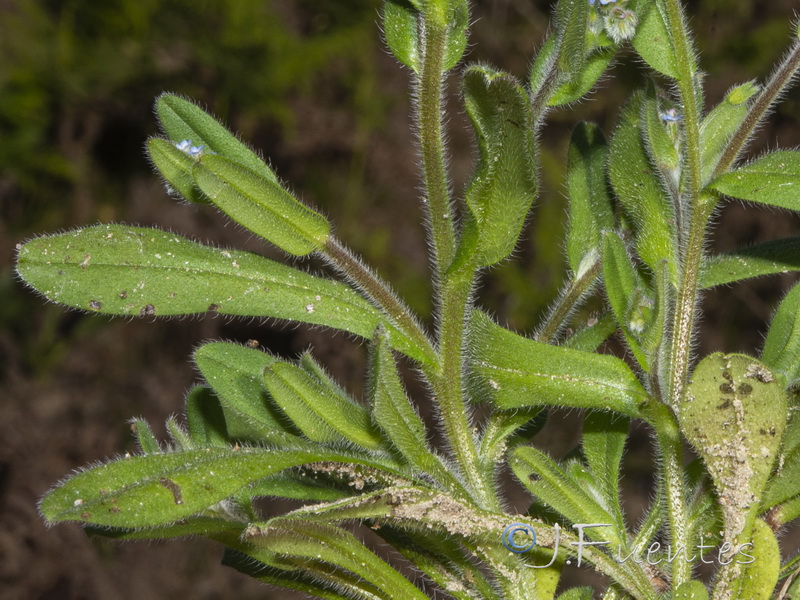 Myosotis ramosissima gracillima.02