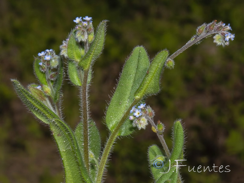 Myosotis ramosissima gracillima.03