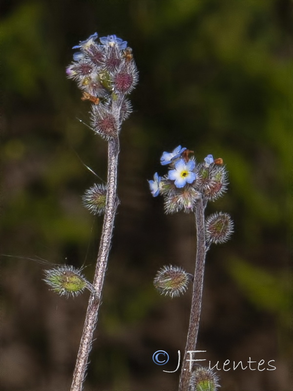 Myosotis ramosissima gracillima.04