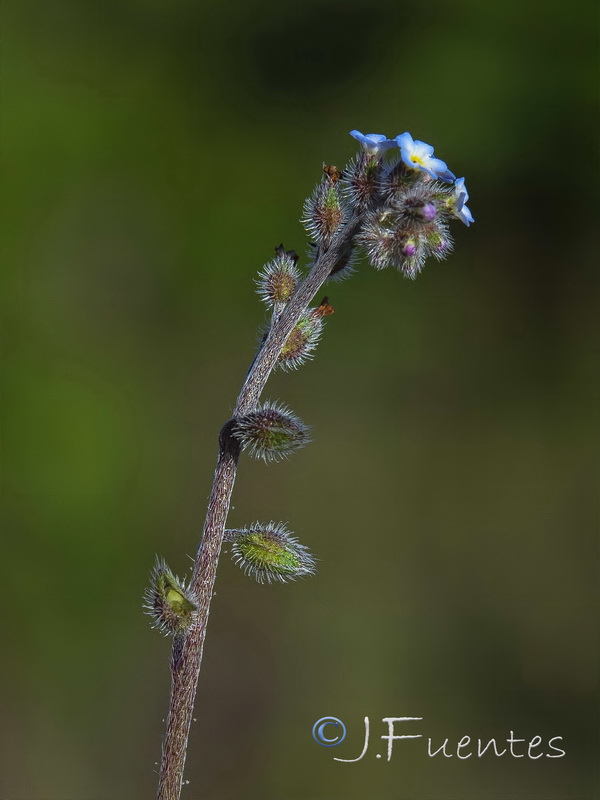 Myosotis ramosissima gracillima.05