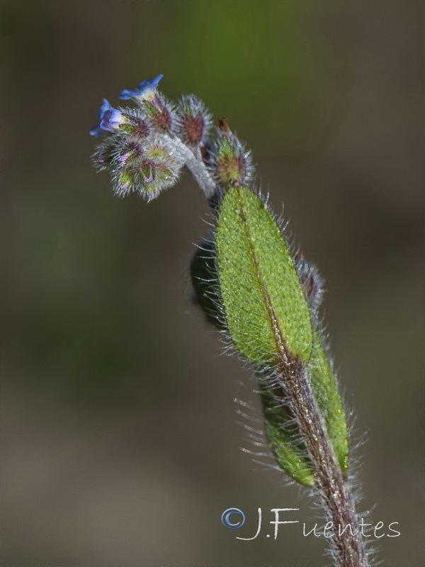 Myosotis ramosissima gracillima.06