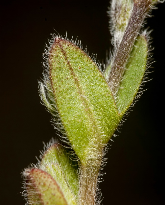 Myosotis ramossisima ramossisima.04