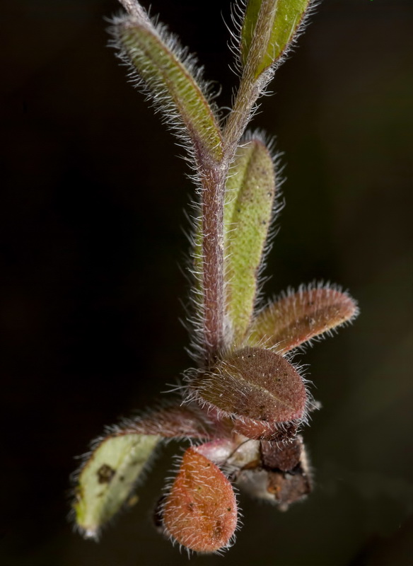 Myosotis ramossisima ramossisima.06