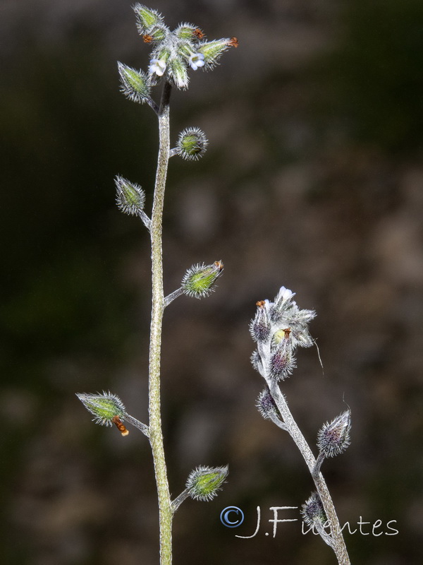 Myosotis ramossisima ramossisima.23