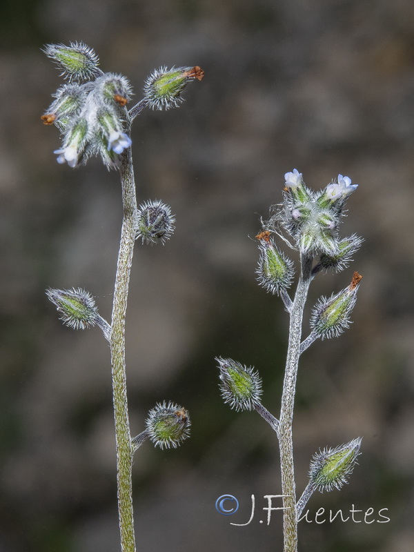 Myosotis ramossisima ramossisima.24