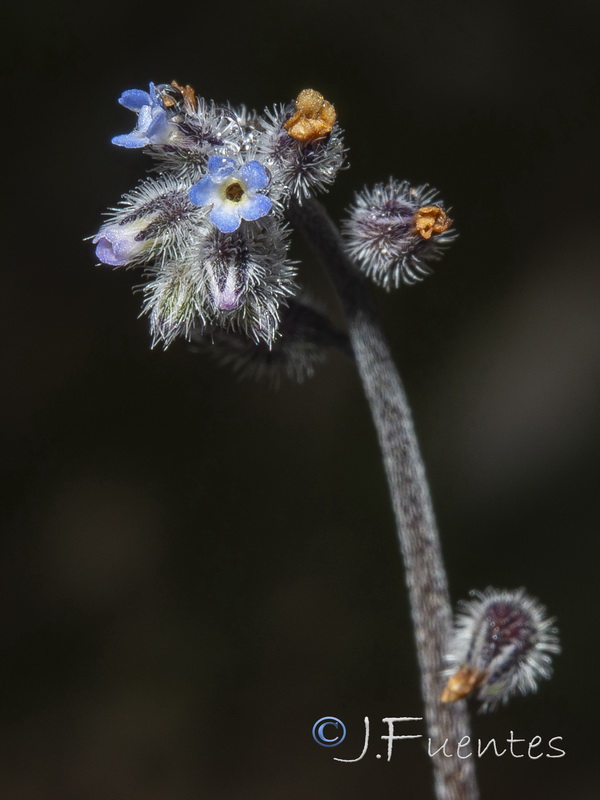 Myosotis ramossisima ramossisima.25