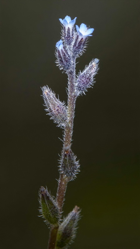 Myosotis stricta.02