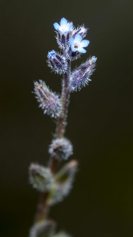 Myosotis stricta.03