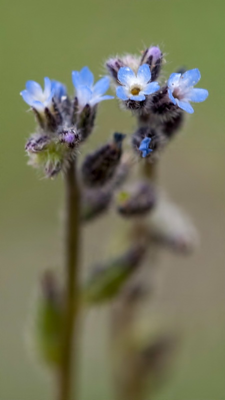 Myosotis stricta.04