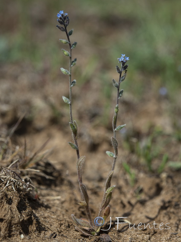 Myosotis taverae.01