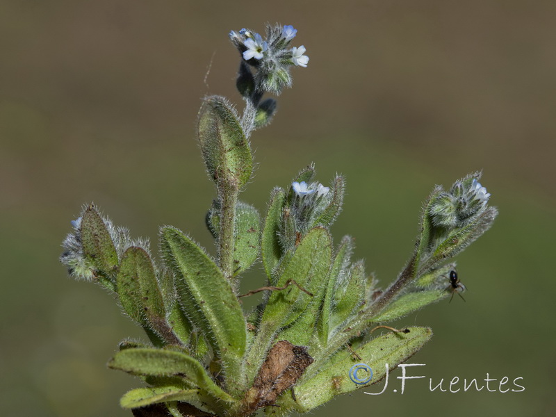 Myosotis taverae.02