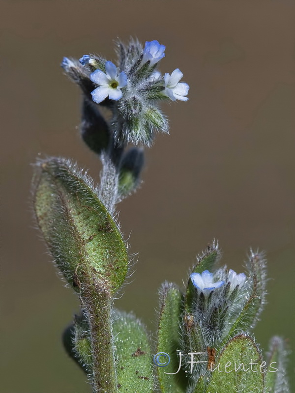 Myosotis taverae.05
