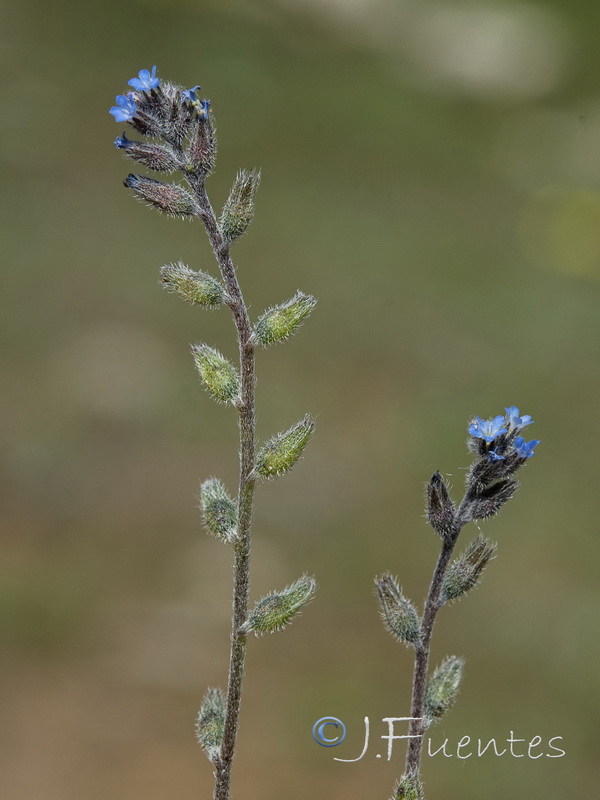 Myosotis taverae.07