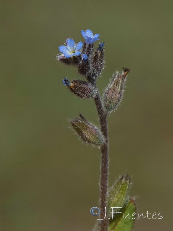 Myosotis taverae.08