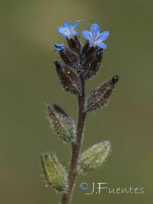 Myosotis taverae.09