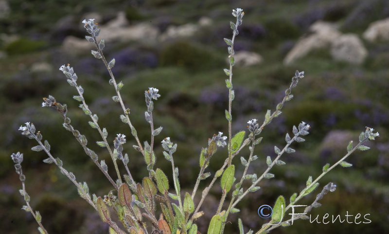Myosotis taverae.10