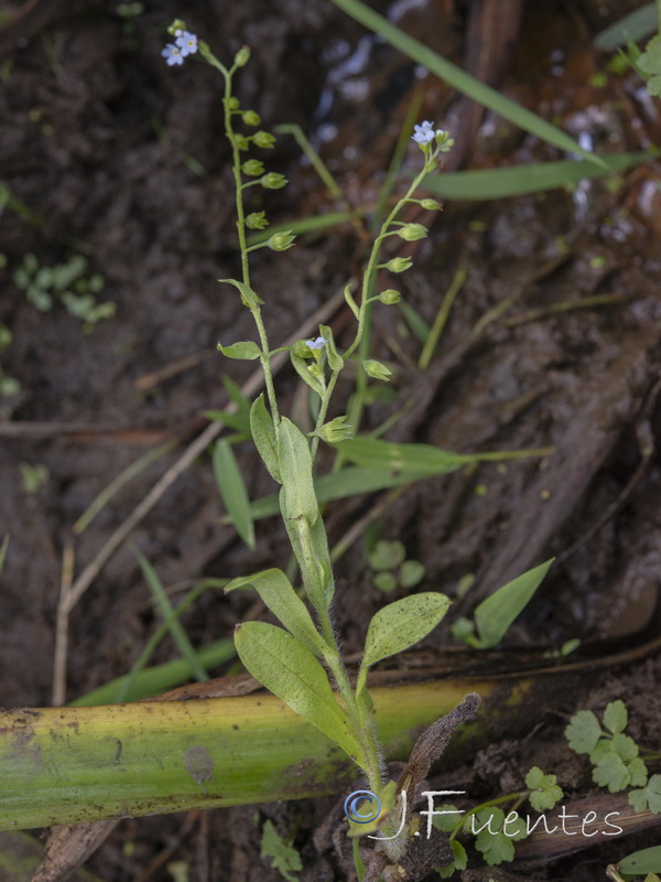 Myosotis welwitschii.01