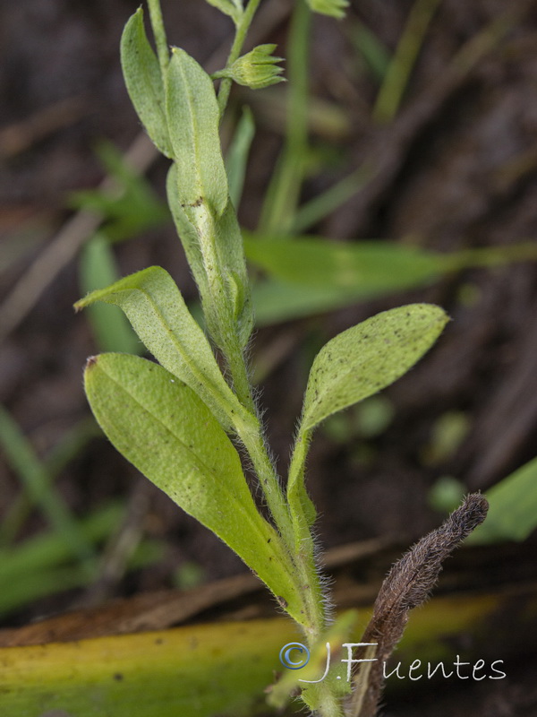 Myosotis welwitschii.02