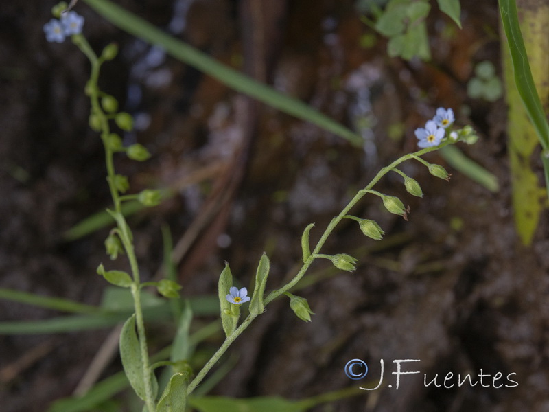 Myosotis welwitschii.03