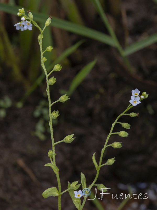 Myosotis welwitschii.04