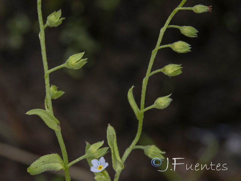 Myosotis welwitschii.05