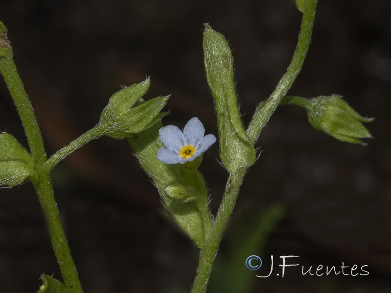 Myosotis welwitschii.06