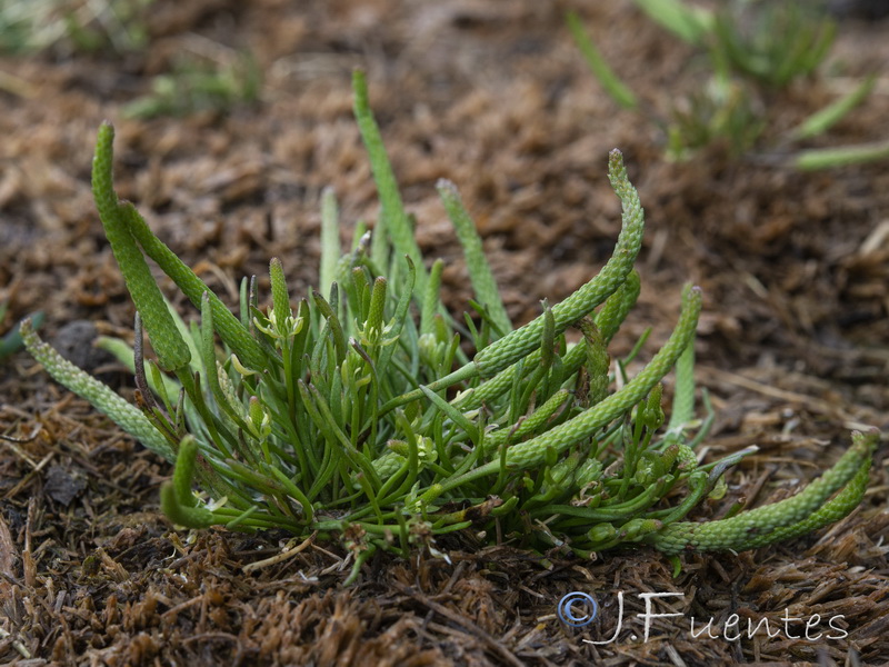 Myosurus minimus.07