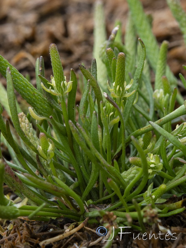 Myosurus minimus.08