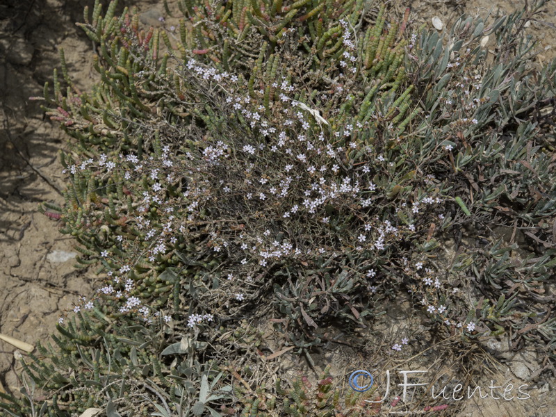 Myriolimon diffusum.01