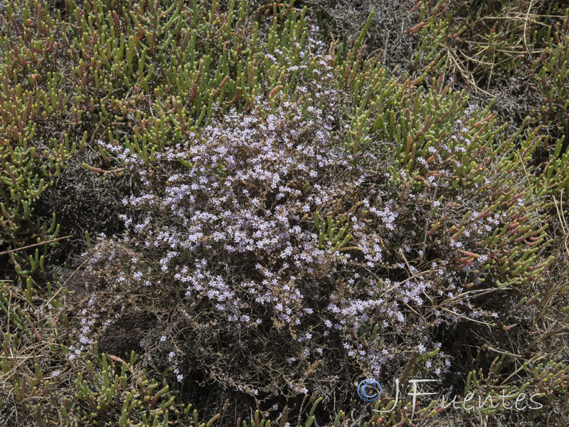 Myriolimon diffusum.02