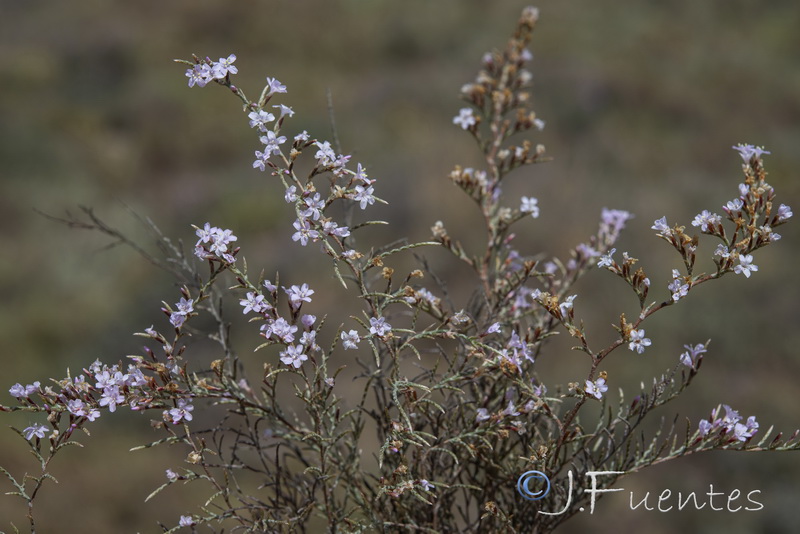 Myriolimon diffusum.04