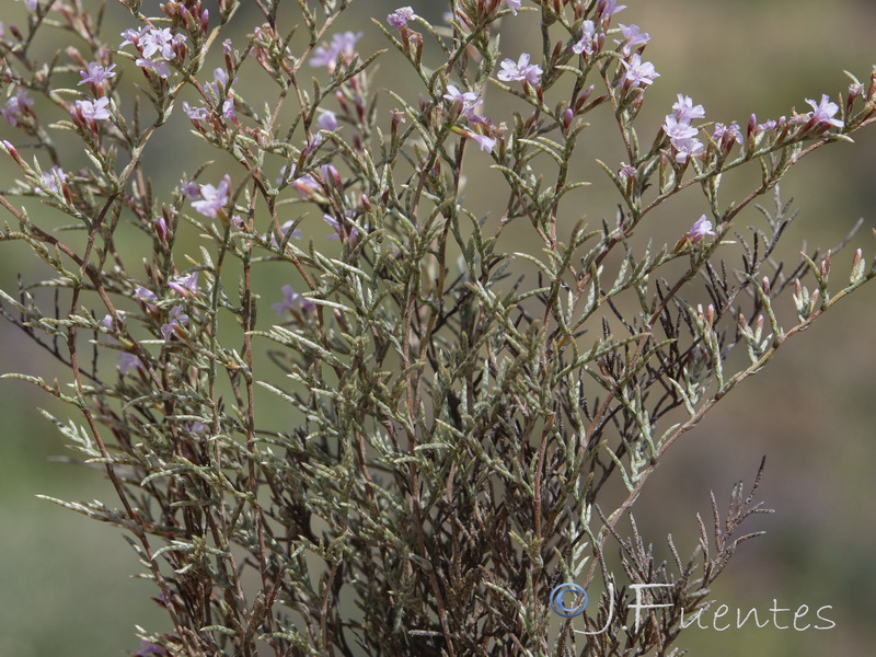 Myriolimon diffusum.06