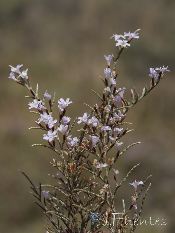 Myriolimon diffusum.08