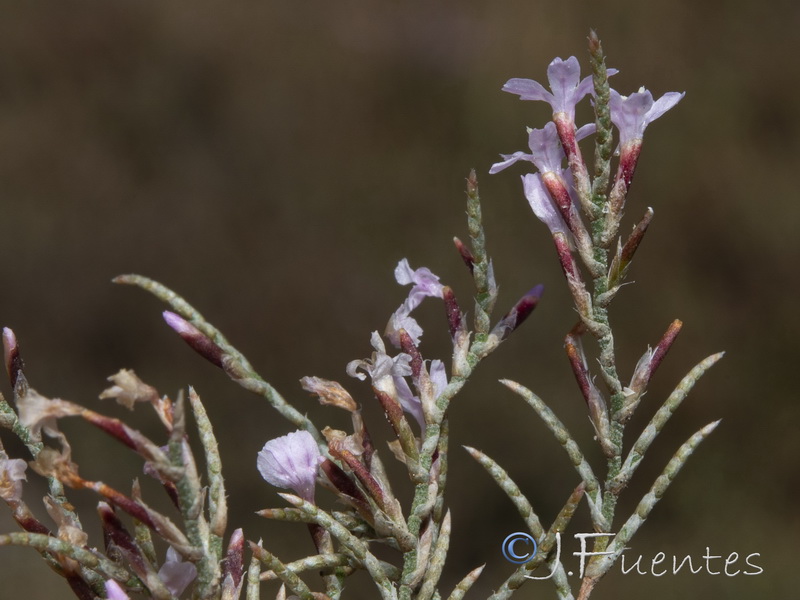 Myriolimon diffusum.09