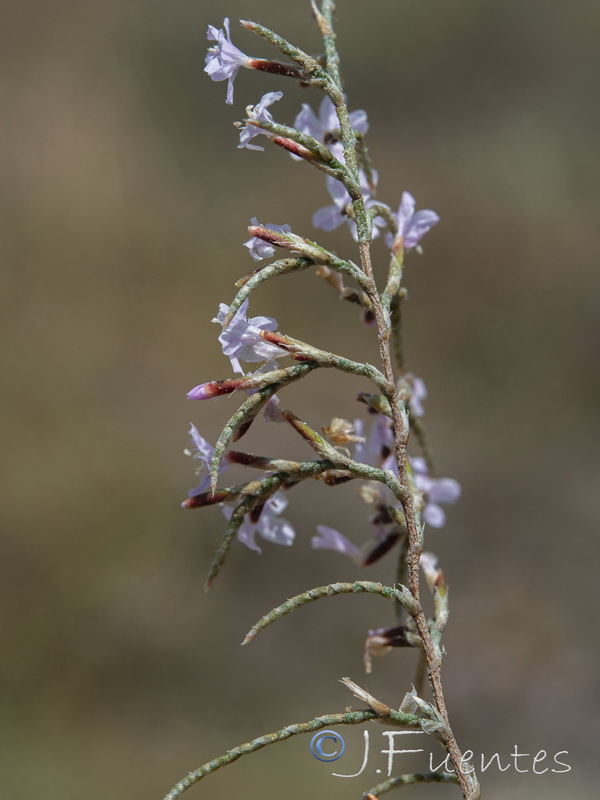 Myriolimon diffusum.10