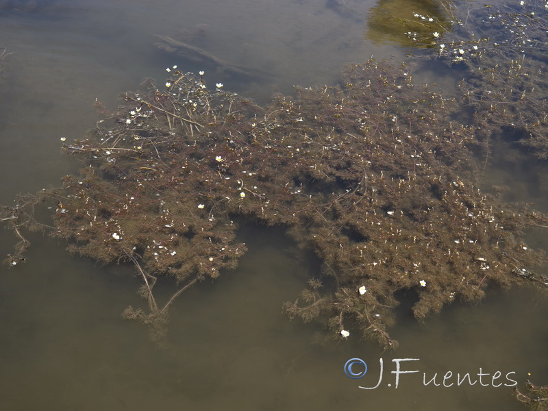 Myriophyllum alterniflorum.01