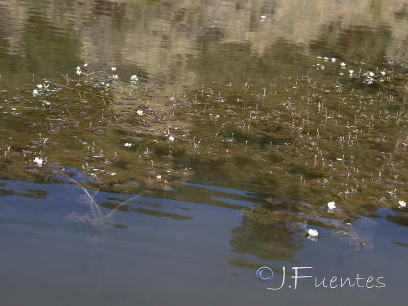 Myriophyllum alterniflorum.02