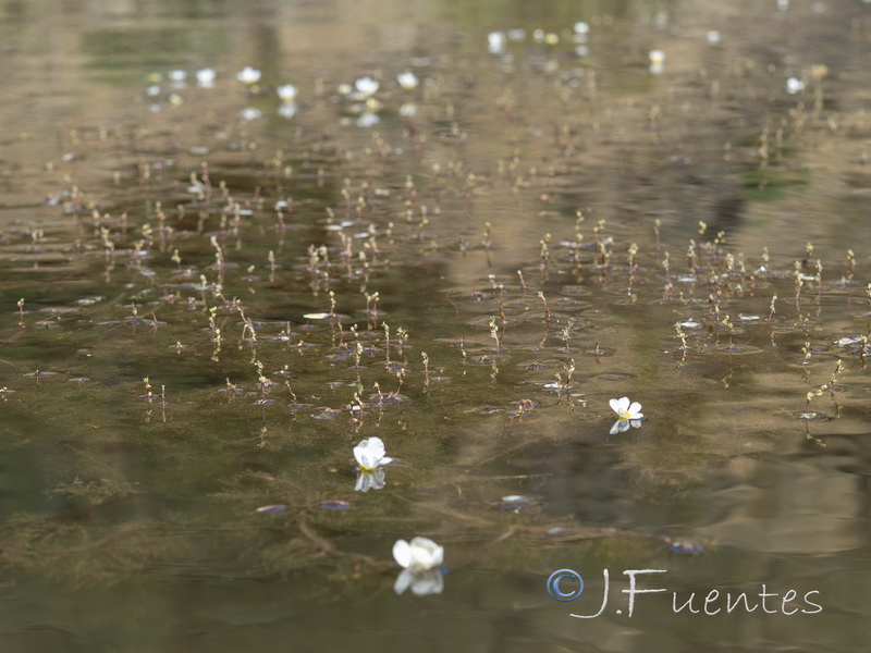 Myriophyllum alterniflorum.03