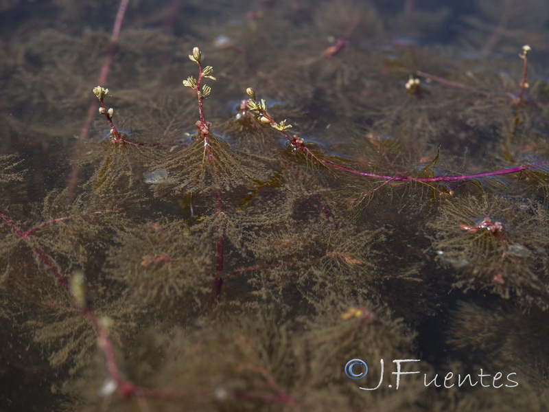 Myriophyllum alterniflorum.04