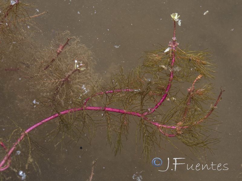 Myriophyllum alterniflorum.05